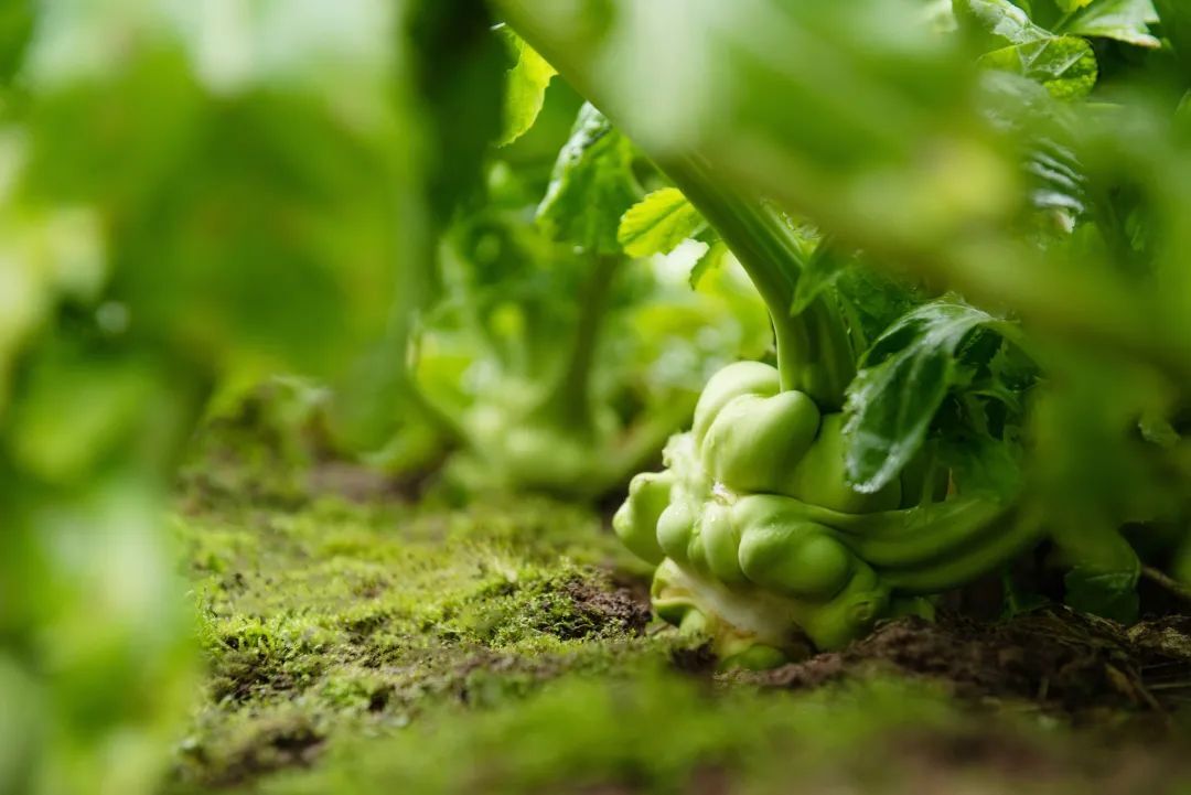 中國國家地理為《烏江》拍紀(jì)錄片，探索一包榨菜的前世今生