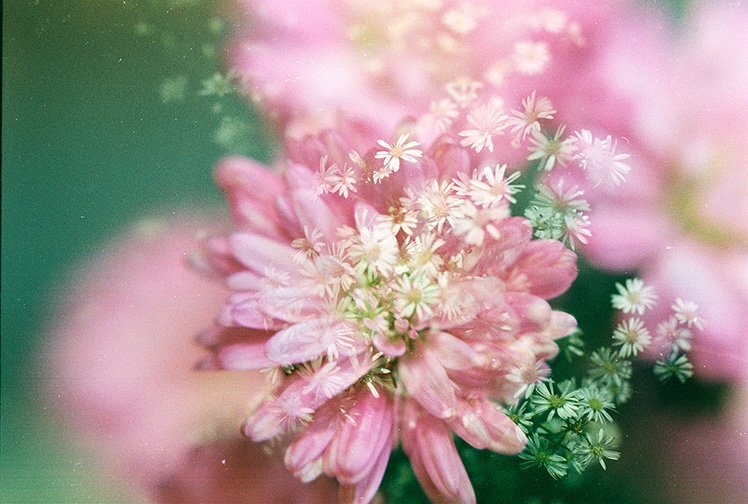 15個(gè)花卉拍攝必學(xué)技巧